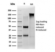 SDS-PAGE analysis of purified, BSA-free JAZF1 antibody (clone PCRP-JAZF1-1C2) as confirmation of integrity and purity.