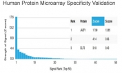 Analysis of HuProt(TM) microarray containing more than 19,000 full-length human proteins using JAZF1 antibody (clone PCRP-JAZF1-1C2). These results demonstrate the foremost specificity of the PCRP-JAZF1-1C2 mAb. Z- and S- score: The Z-score represents the strength of a signal that an antibody (in combination with a fluorescently-tagged anti-IgG secondary Ab) produces when binding to a particular protein on the HuProt(TM) array. Z-scores are described in units of standard deviations (SD's) above the mean value of all signals generated on that array. If the targets on the HuProt(TM) are arranged in descending order of the Z-score, the S-score is the difference (also in units of SD's) between the Z-scores. The S-score therefore represents the relative target specificity of an Ab to its intended target.