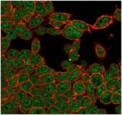Immunofluorescent staining of PFA-fixed human HeLa cells using ZHX3 antibody (green, clone PCRP-ZHX3-1G3) and phalloidin (red).