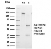 SDS-PAGE analysis of purified, BSA-free ZHX3 antibody (clone PCRP-ZHX3-1G3) as confirmation of integrity and purity.