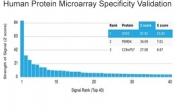 Analysis of HuProt(TM) microarray containing more than 19,000 full-length human proteins using ZHX3 antibody (clone PCRP-ZHX3-1G3). These results demonstrate the foremost specificity of the PCRP-ZHX3-1G3 mAb. Z- and S- score: The Z-score represents the strength of a signal that an antibody (in combination with a fluorescently-tagged anti-IgG secondary Ab) produces when binding to a particular protein on the HuProt(TM) array. Z-scores are described in units of standard deviations (SD's) above the mean value of all signals generated on that array. If the targets on the HuProt(TM) are arranged in descending order of the Z-score, the S-score is the difference (also in units of SD's) between the Z-scores. The S-score therefore represents the relative target specificity of an Ab to its intended target.