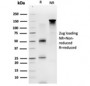 SDS-PAGE analysis of purified, BSA-free GTF2A1 antibody (clone PCRP-GTF2A1-1F2) as confirmation of integrity and purity.