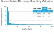 Analysis of HuProt(TM) microarray containing more than 19,000 full-length human proteins using GTF2A1 antibody (clone PCRP-GTF2A1-1F2). These results demonstrate the foremost specificity of the PCRP-GTF2A1-1F2 mAb. Z- and S- score: The Z-score represents the strength of a signal that an antibody (in combination with a fluorescently-tagged anti-IgG secondary Ab) produces when binding to a particular protein on the HuProt(TM) array. Z-scores are described in units of standard deviations (SD's) above the mean value of all signals generated on that array. If the targets on the HuProt(TM) are arranged in descending order of the Z-score, the S-score is the difference (also in units of SD's) between the Z-scores. The S-score therefore represents the relative target specificity of an Ab to its intended target.