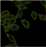 Immunofluorescent staining of PFA-fixed human HeLa cells using HOXB2 antibody (green, clone PCRP-HOXB2-1F2) and phalloidin (red).