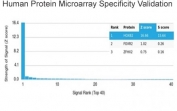 Analysis of HuProt(TM) microarray containing more than 19,000 full-length human proteins using HOXB2 antibody (clone PCRP-HOXB2-1F2). These results demonstrate the foremost specificity of the PCRP-HOXB2-1F2 mAb. Z- and S- score: The Z-score represents the strength of a signal that an antibody (in combination with a fluorescently-tagged anti-IgG secondary Ab) produces when binding to a particular protein on the HuProt(TM) array. Z-scores are described in units of standard deviations (SD's) above the mean value of all signals generated on that array. If the targets on the HuProt(TM) are arranged in descending order of the Z-score, the S-score is the difference (also in units of SD's) between the Z-scores. The S-score therefore represents the relative target specificity of an Ab to its intended target.
