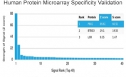 Analysis of HuProt(TM) microarray containing more than 19,000 full-length human proteins using PBX2 antibody (clone PCRP-PBX2-1C4). These results demonstrate the foremost specificity of the PCRP-PBX2-1C4 mAb. Z- and S- score: The Z-score represents the strength of a signal that an antibody (in combination with a fluorescently-tagged anti-IgG secondary Ab) produces when binding to a particular protein on the HuProt(TM) array. Z-scores are described in units of standard deviations (SD's) above the mean value of all signals generated on that array. If the targets on the HuProt(TM) are arranged in descending order of the Z-score, the S-score is the difference (also in units of SD's) between the Z-scores. The S-score therefore represents the relative target specificity of an Ab to its intended target.
