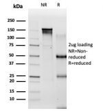 SDS-PAGE analysis of purified, BSA-free PBX2 antibody (clone PCRP-PBX2-1C4) as confirmation of integrity and purity.