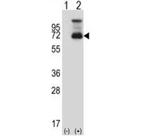 Western blot analysis of HSF1 antibody and 293 cell lysate (2 ug/lane) either nontransfected (Lane 1) or transiently transfected (2) with the HSF1 gene.