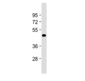 Western blot testing of Tenomodulin antibody at 1:2000 + mouse adipose tissue lysate. Predicted molecular weight ~37 kDa.