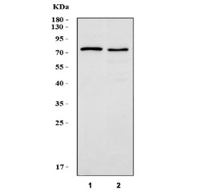 Western blot testing of human 1) A549 and 2) HepG2 cell lysate with LPP antibody. Predicted molecular weight: ~66 kDa but is routinely observed at 80~85 kDa.