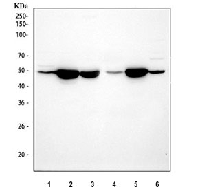 Western blot testing of 1) rat liver, 2) rat brain, 3) rat C6, 4) mouse liver, 5) mouse brain and 6) mouse NIH 3T3 cell lysate with Gla antibody at 0.5ug/ml. Predicted molecular weight ~48 kDa.