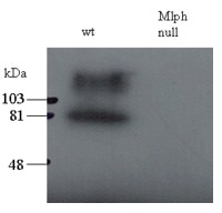 Western blot testing of total melanocyte PNS (200ug per lane) of wild-type and leaden (Mlph null) mice with Melanophilin antibody at 0.5ug/ml.  The upper band may represent the stacking-separating gel interface.