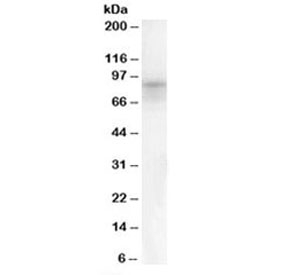Western blot testing of human bone marrow lysate with DPP10 antibody at 0.1ug/ml. Predicted molecular weight: ~90 kDa.