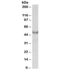 Western blot testing of mouse heart lysate with CHRM1 antibody at 0.3ug/ml. Predicted molecular weight: ~51 kDa.