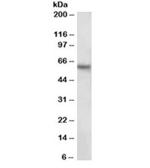 Western blot testing of human hippocampus lysate with GLAST antibody at 2ug/ml. Predicted molecular weight: 55-60 kDa.