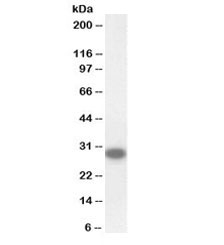 Western blot testing of mouse testis lysate with biotinylated CTDSP1 antibody at 0.1ug/ml. Predicted molecular weight: ~29kDa.