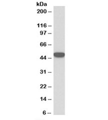 Western blot testing of HeLa lysate with Keratin 18 antibody at 0.1ug/ml. Predicted molecular weight: ~48kDa.