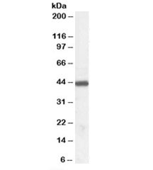 Western blot testing of human tonsil lysate with ILF2 antibody at 0.03ug/ml. Expected molecular weight: 43-45 kDa.