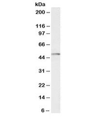 Western blot testing of Jurkat lysate with biotinylated CSK antibody at 0.5ug/ml. Predicted molecular weight: ~50 kDa.