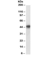 Western blot testing of human HepG2 lysate with PAI-1 antibody at 0.2ug/ml. Predicted molecular weight ~45kDa. An NAP blocker was used in place of non-fat milk as blocking solution and diluent. (1)