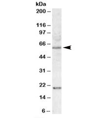 Western blot testing of HEK293 lysate with SODD antibody at 1ug/ml. Predicted molecular weight: ~50 kDa, observed here at ~60 kDa. Both observed bands block with the addition of immunizing peptide. 