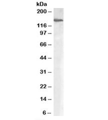 Western blot testing of human placenta lysate with MAN2A1 antibody at 0.3ug/ml. Predicted molecular weight: ~131kDa.