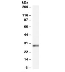 Western blot testing of HeLa cell lysate with HOXB13 antibody at 0.1ug/ml. Predicted molecular weight: ~31kDa.
