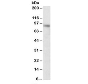 Western blot testing of NIH3T3 lysate with DTX3 antibody at 0.3ug/ml. Predicted molecular weight: ~38 kDa, observed here at ~90 kDa.