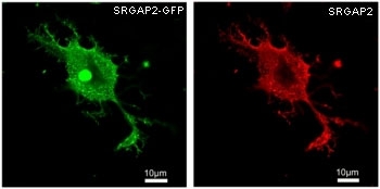 HEK293 overexpressing human SRGAP2 and probed with GFP (green) and SRGAP2 (red) antibody at 2.5ug/ml