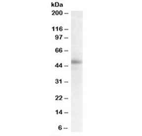 Western blot testing of human breast lysate with STAP2 antibody at 0.3ug/ml. Predicted molecular weight: ~50 kDa.