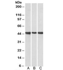 Western blot of human cerebellum (A), rat brain (B) and rat testis (C) lysate with Prokineticin receptor 2 antibody at 0.1ug/ml. Predicted molecular weight (human): ~44kDa.