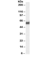 Western blot testing of human pancreas lysate with PDIp antibody at 0.03ug/ml. Predicted molecular weight ~58/70 kDa (unmodified/glycosylated).