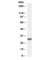 Western blot testing of mouse liver lysate with biotinylated ETFB antibody at 0.03ug/ml. Predicted molecular weight: ~28kDa.