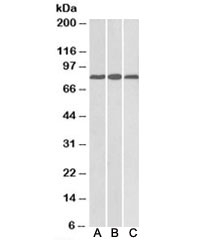 Western blot testing of mouse heart [A], rat heart [B], and rat kidney [C] lysates with MID2 antibody at 0.1ug/ml. Predicted molecular weight: ~80kDa.