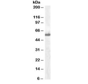 Western blot testing of A549 lysate with IRF5 antibody at 0.1ug/ml. Predicted molecular weight ~57 kDa.