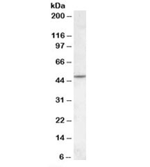 Western blot testing of human cerebellum lysate with CHRNB2 antibody at 1ug/ml. Predicted molecular weight: ~57 kDa but can be observed at ~50 kDa.