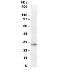Western blot testing of human liver lysate with DPM1 antibody at 0.1ug/ml. Predicted molecular weight: ~29 kDa.
