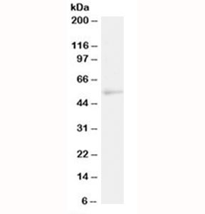 Western blot testing of human Daudi lysate with NFIL3 antibody at 2ug/ml. Predicted molecular weight: ~52 kDa.