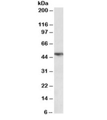 Western blot testing of human lung lysate with TNFR1 antibody at 0.3ug/ml. Predicted molecular weight ~51kDa.