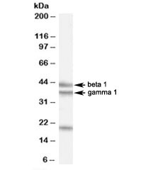 Western blot testing of HeLa cell lysate with GABPB2 antibody at 0.5ug/ml. The expected ~43/38 kDa (isoforms beta 1/gamma 1) bands and the additional ~21kDa band are all blocked by the immunizing peptide.