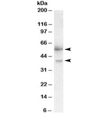 Western blot testing of human placenta lysate with FSTL1 antibody at 0.3ug/ml. Predicted molecular weight ~35 kDa, observed at 40~55 kDa.
