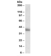 Western blot testing of human thymus lysate with CD7 antibody at 0.5ug/ml. Predicted molecular weight: ~25/40kDa (unmodified/glycosylated).
