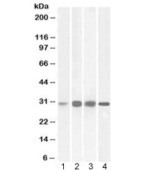 Western blot testing of 1) human, 2) mouse, 3) rat, and 4) pig liver lysate with Ketohexokinase antibody at 0.03ug/ml. Predicted molecular weight: ~32 kDa.