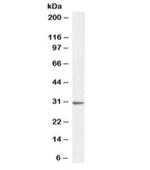 Western blot testing of human HeLa cell lysate with PTGES2 antibody at 1ug/ml. Predicted molecular weight: ~42 kDa but routinely visualized at 30-35 kDa (Ref 1).