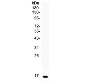 Western blot testing of recombinant human Leptin protein with Leptin antibody at 0.5ug/ml. Predicted molecular weight ~16 kDa.