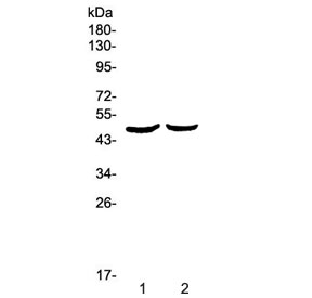 Western blot testing of 1) rat pancreas and 2) mouse pancreas lysate with PLAU antibody at 0.5ug/ml. Predicted molecular weight ~48 kDa.