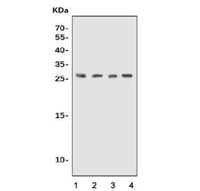 Western blot testing of 1) human K562, 2) human SK-OV-3, 3) rat stomach and 4) mouse stomach lysate with UPK1B antibody. Predicted molecular weight ~30 kDa.