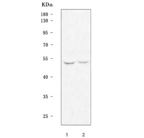 Western blot testing of 1) rat brain and 2) mouse brain tissue lysate with TFDP2 antibody. Predicted molecular weight ~49 kDa.
