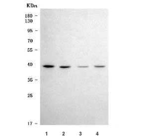 Western blot testing of human 1) 293T, 2) Jurkat, 3) A549 and 4) HeLa cell lysate with TRNAU1AP antibody. Predicted molecular weight: isoforms of ~32 kDa and ~20 kDa, commonly observed at 32-43 kDa.