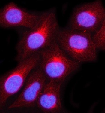 Immunofluorescent staining of FFPE human U-2 OS cells with MUC3A/B antibody (red) and DAPI nuclear stain (blue). HIER: steam section in pH6 citrate buffer for 20 min.